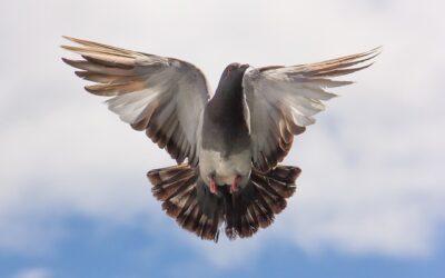 Pigeon racing: Speed loss calculations and outliers